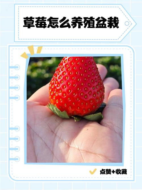 盆栽草莓什么时候种好,盆栽草莓什么时候浇水?-第2张图片-优品飞百科 盆栽草莓什么时候种好,盆栽草莓什么时候浇水?-第2张图片-优品飞百科
