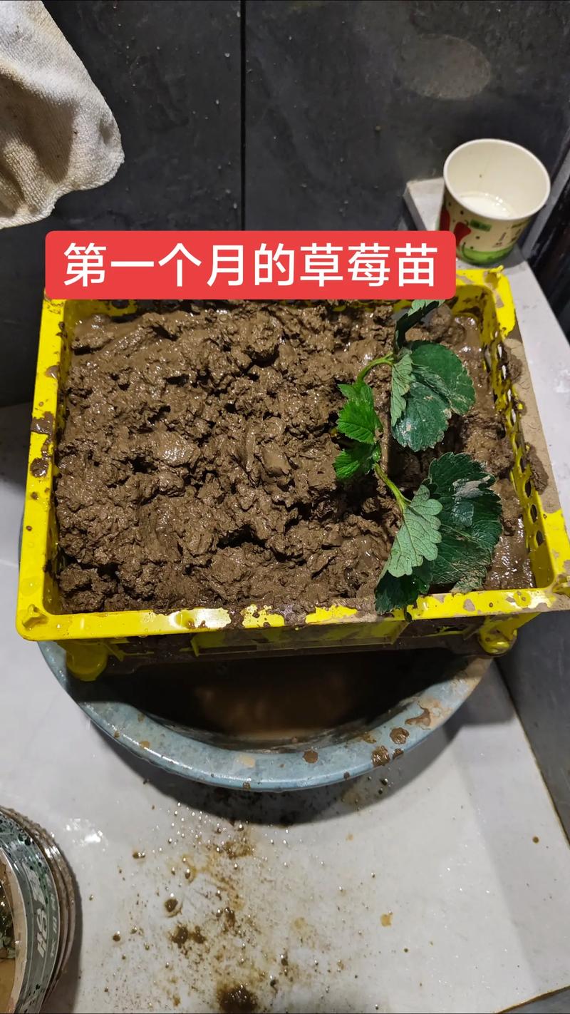 盆栽草莓什么时候种好,盆栽草莓什么时候浇水?-第3张图片-优品飞百科 盆栽草莓什么时候种好,盆栽草莓什么时候浇水?-第3张图片-优品飞百科