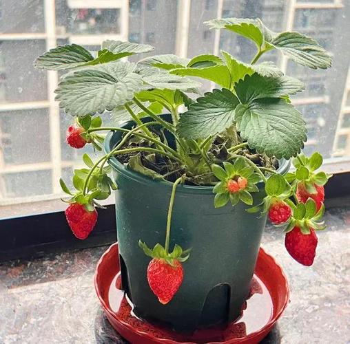 盆栽草莓什么时候种好,盆栽草莓什么时候浇水?-第5张图片-优品飞百科 盆栽草莓什么时候种好,盆栽草莓什么时候浇水?-第5张图片-优品飞百科