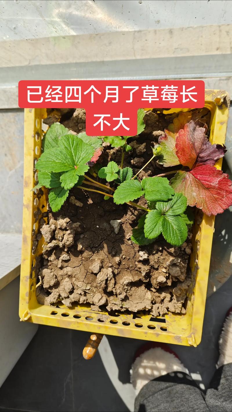 盆栽草莓什么时候种好,盆栽草莓什么时候浇水?-第7张图片-优品飞百科 盆栽草莓什么时候种好,盆栽草莓什么时候浇水?-第7张图片-优品飞百科