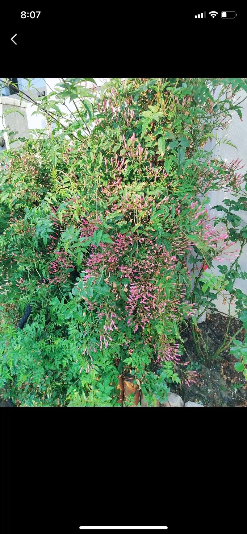 素馨花有毒吗？素馨花怎么食用？