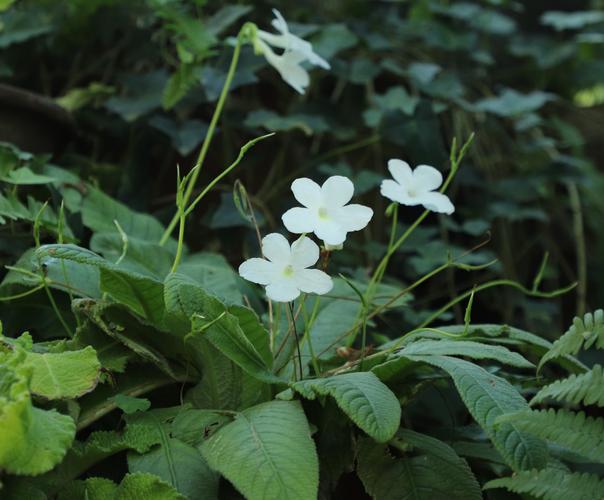 素馨花有毒吗？素馨花怎么食用？-第2张图片-优品飞百科