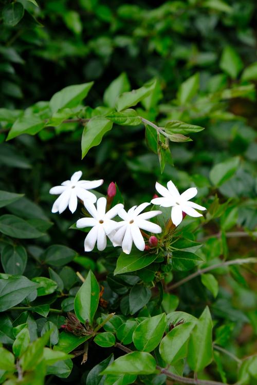 素馨花有毒吗？素馨花怎么食用？-第3张图片-优品飞百科