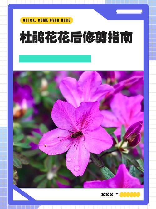 毛肋杜鹃的养殖方法？毛杜鹃怎么养护？