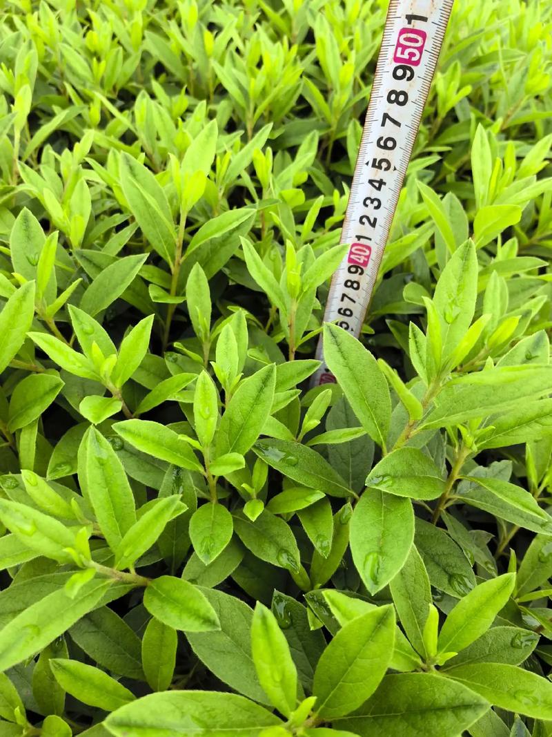 毛肋杜鹃的养殖方法?毛杜鹃怎么养护?-第2张图片-优品飞百科 毛肋杜鹃的养殖方法?毛杜鹃怎么养护?-第2张图片-优品飞百科