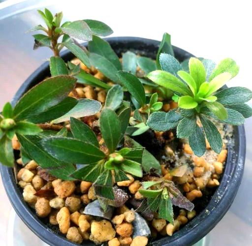 毛肋杜鹃的养殖方法?毛杜鹃怎么养护?-第3张图片-优品飞百科 毛肋杜鹃的养殖方法?毛杜鹃怎么养护?-第3张图片-优品飞百科