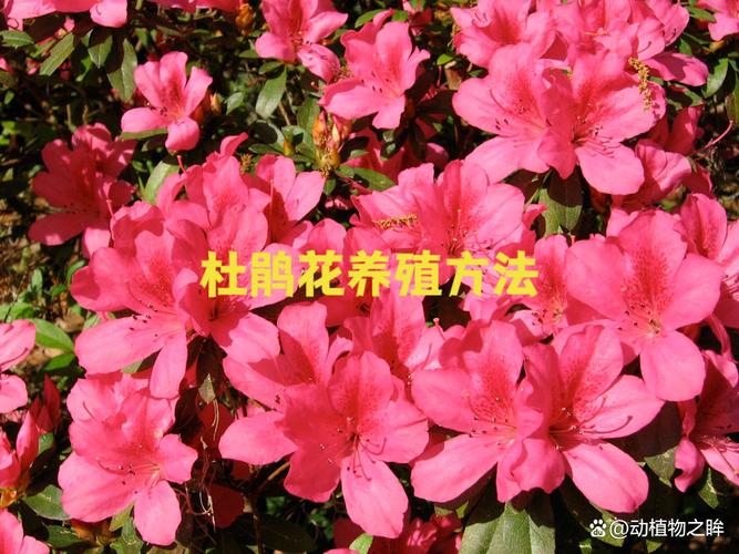 毛肋杜鹃的养殖方法?毛杜鹃怎么养护?-第4张图片-优品飞百科 毛肋杜鹃的养殖方法?毛杜鹃怎么养护?-第4张图片-优品飞百科