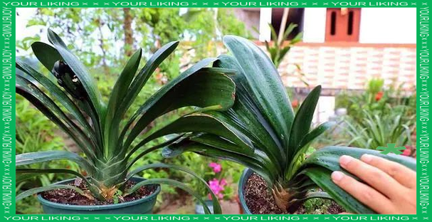 这些花卉千万别淋雨，小心伤根！，花卉淋雨好吗-第2张图片-优品飞百科