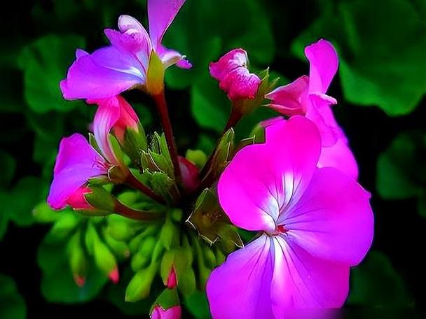 这些花卉千万别淋雨，小心伤根！，花卉淋雨好吗-第3张图片-优品飞百科