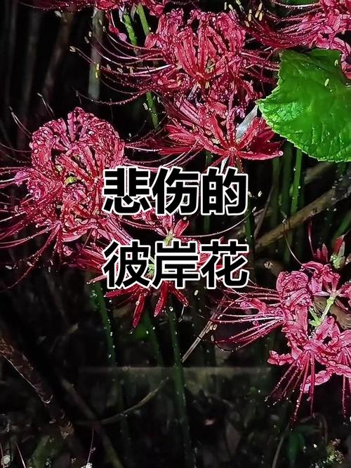这些花卉千万别淋雨，小心伤根！，花卉淋雨好吗-第4张图片-优品飞百科