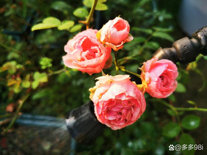 这些花卉千万别淋雨，小心伤根！，花卉淋雨好吗-第5张图片-优品飞百科