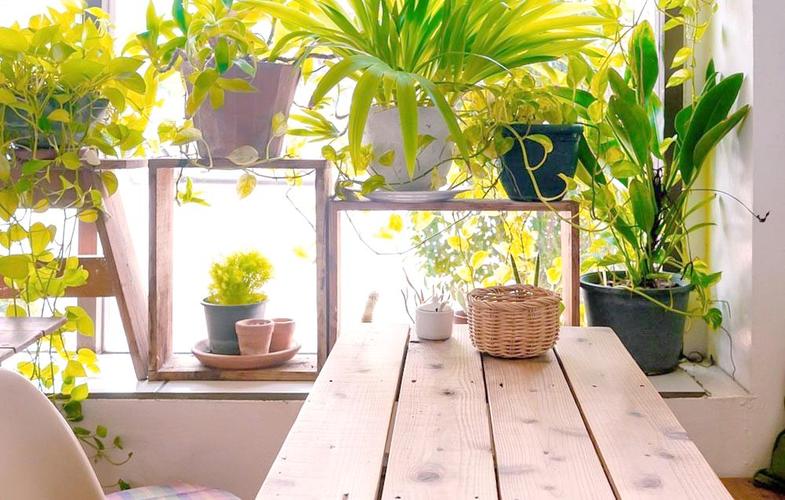 铁甲球浇水方法，铁甲丸种子怎么播种？-第2张图片-优品飞百科