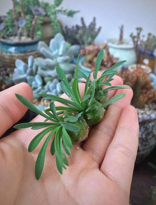 铁甲球浇水方法，铁甲丸种子怎么播种？-第3张图片-优品飞百科