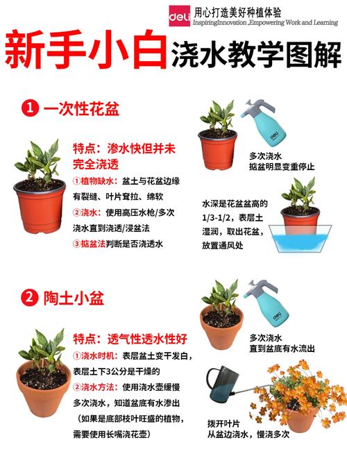 铁甲球浇水方法，铁甲丸种子怎么播种？-第4张图片-优品飞百科