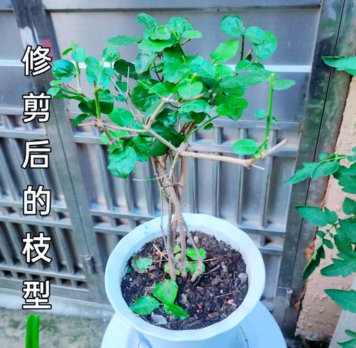 茉莉怎么修剪，垂丝茉莉怎么修剪