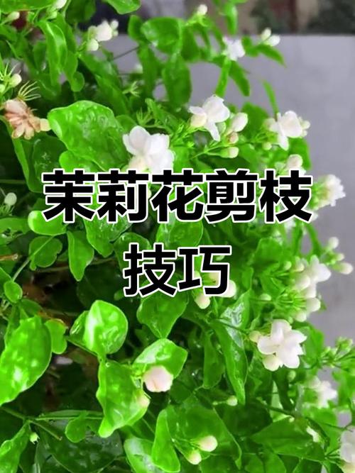 茉莉怎么修剪，垂丝茉莉怎么修剪-第2张图片-优品飞百科