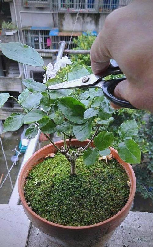 茉莉怎么修剪，垂丝茉莉怎么修剪-第3张图片-优品飞百科