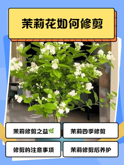 茉莉怎么修剪，垂丝茉莉怎么修剪-第4张图片-优品飞百科