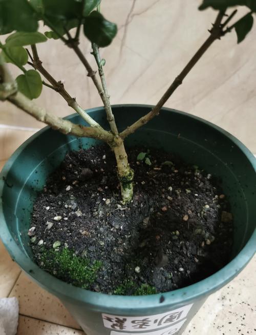 茉莉怎么修剪，垂丝茉莉怎么修剪-第5张图片-优品飞百科