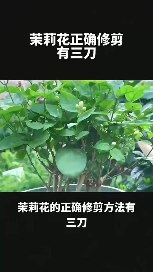 茉莉怎么修剪，垂丝茉莉怎么修剪-第6张图片-优品飞百科