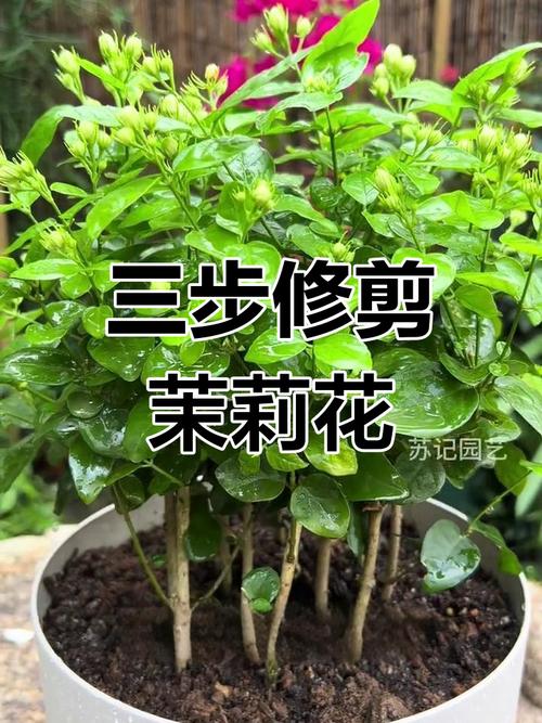 茉莉怎么修剪，垂丝茉莉怎么修剪-第7张图片-优品飞百科