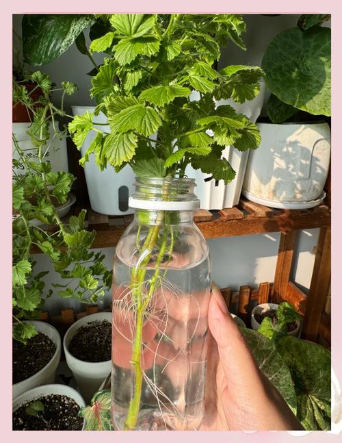 天竺葵烂根怎么处理，天竺葵烂根怎么处理视频