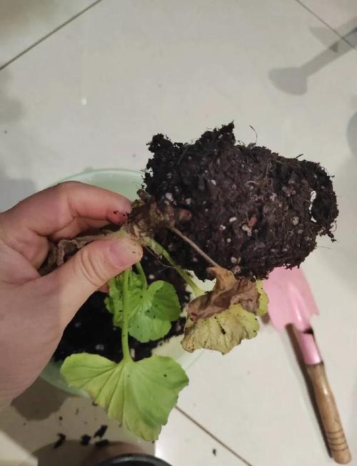 天竺葵烂根怎么处理，天竺葵烂根怎么处理视频-第2张图片-优品飞百科