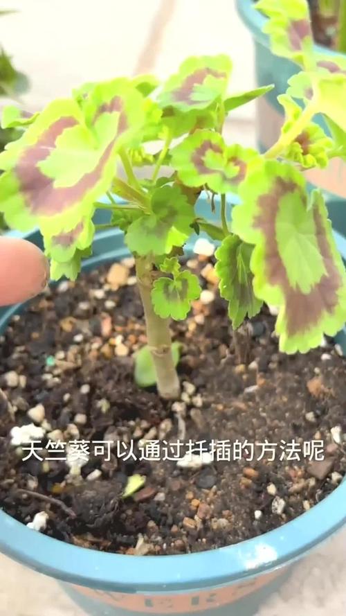 天竺葵烂根怎么处理，天竺葵烂根怎么处理视频-第3张图片-优品飞百科