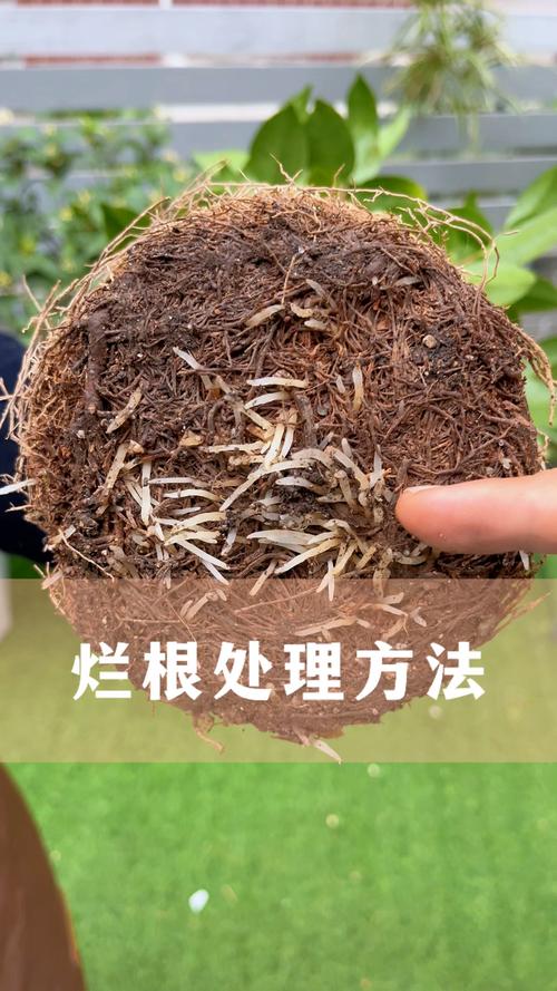 天竺葵烂根怎么处理，天竺葵烂根怎么处理视频-第4张图片-优品飞百科
