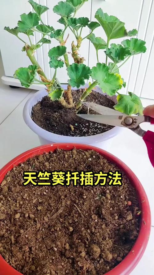 天竺葵烂根怎么处理，天竺葵烂根怎么处理视频-第5张图片-优品飞百科