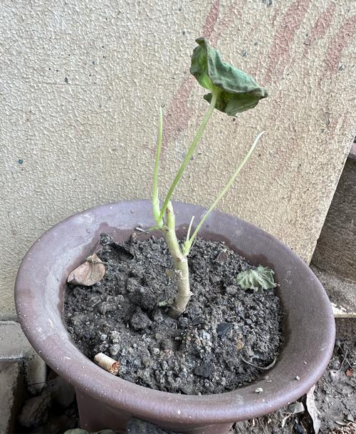 天竺葵烂根怎么处理，天竺葵烂根怎么处理视频-第6张图片-优品飞百科