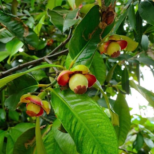 山竹树长什么样，山竹树长什么样子?山竹树一般几年结果?？