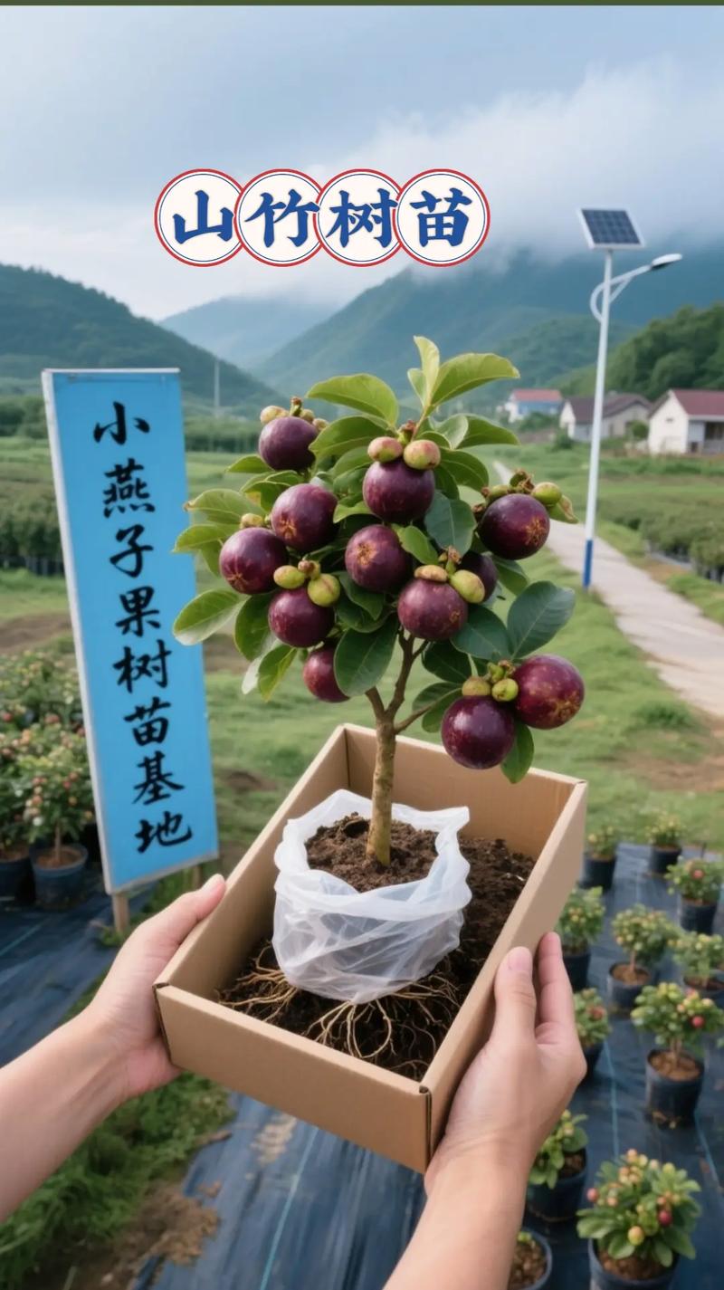 山竹树长什么样，山竹树长什么样子?山竹树一般几年结果?？-第2张图片-优品飞百科