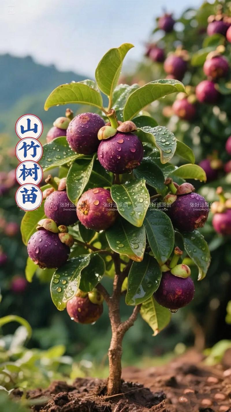 山竹树长什么样，山竹树长什么样子?山竹树一般几年结果?？-第3张图片-优品飞百科