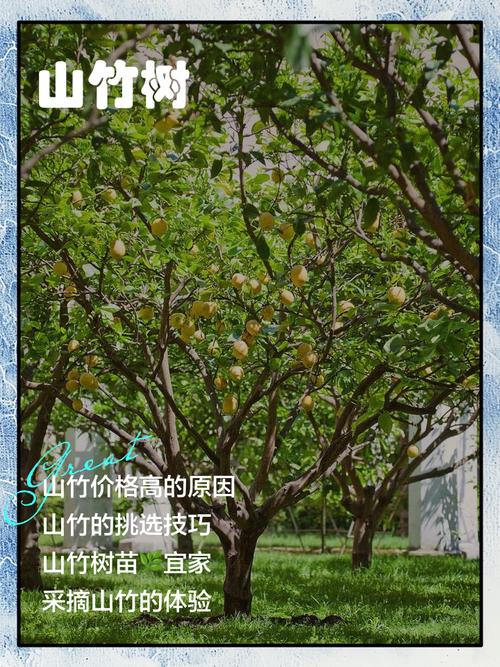 山竹树长什么样，山竹树长什么样子?山竹树一般几年结果?？-第4张图片-优品飞百科