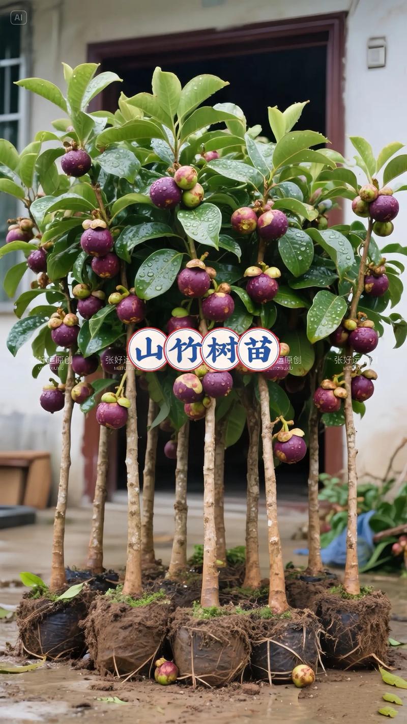 山竹树长什么样，山竹树长什么样子?山竹树一般几年结果?？-第5张图片-优品飞百科