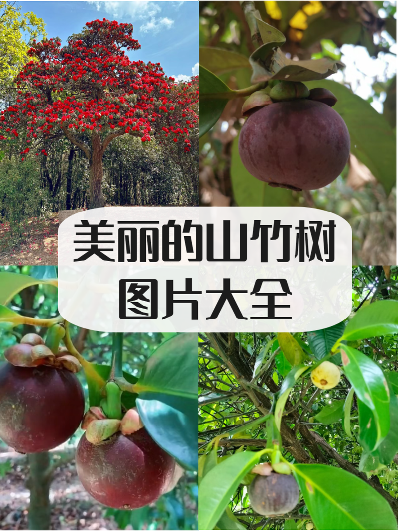 山竹树长什么样，山竹树长什么样子?山竹树一般几年结果?？-第6张图片-优品飞百科