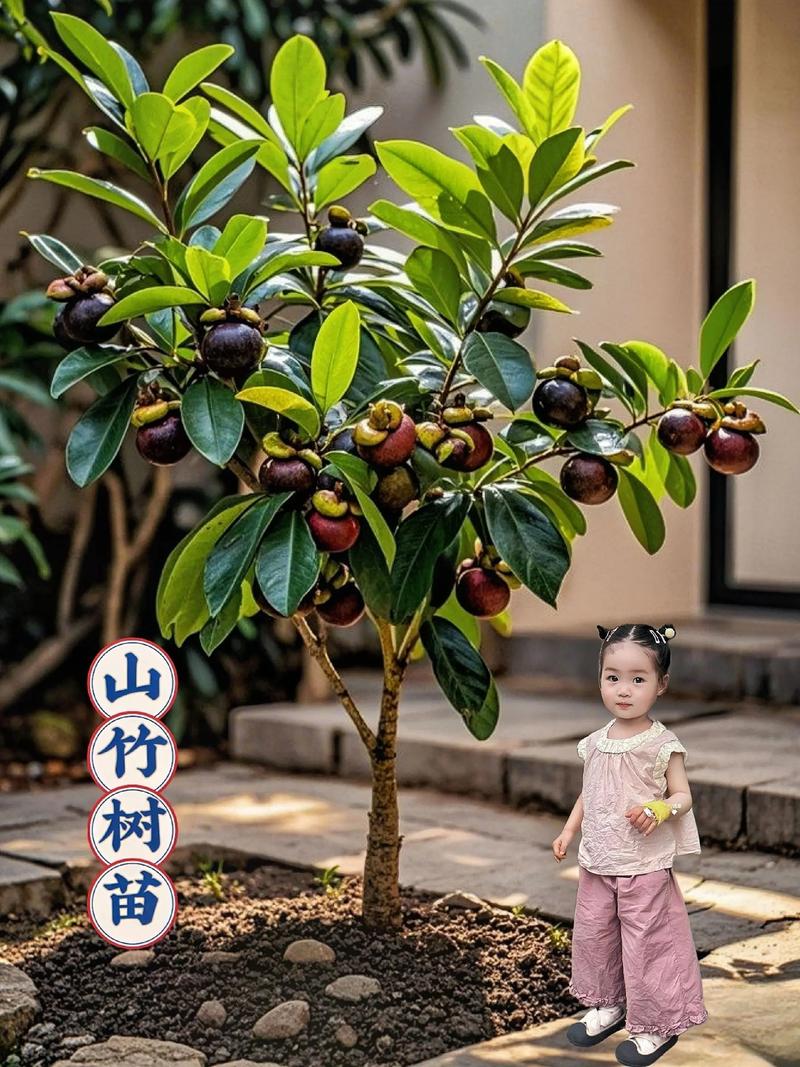 山竹树长什么样，山竹树长什么样子?山竹树一般几年结果?？-第7张图片-优品飞百科