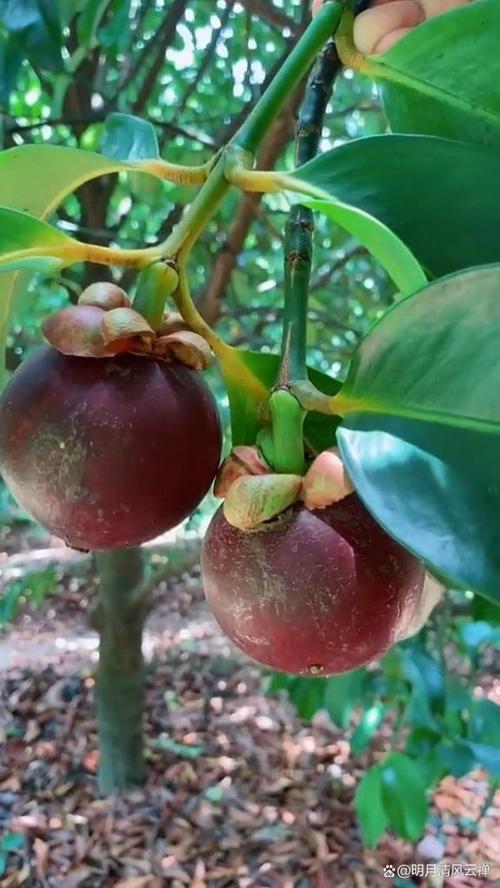 山竹树长什么样，山竹树长什么样子?山竹树一般几年结果?？-第8张图片-优品飞百科