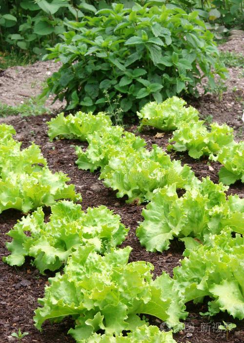 根茎类蔬菜有哪些，根茎类蔬菜有哪些宝宝辅食6个月