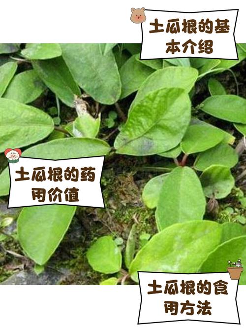 根茎类蔬菜有哪些，根茎类蔬菜有哪些宝宝辅食6个月-第6张图片-优品飞百科