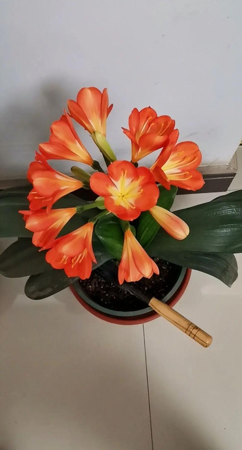 刚买的君子兰怎么上盆？刚买的君子兰怎么上盆呢？