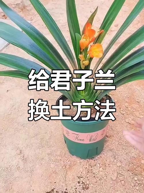 刚买的君子兰怎么上盆？刚买的君子兰怎么上盆呢？-第2张图片-优品飞百科