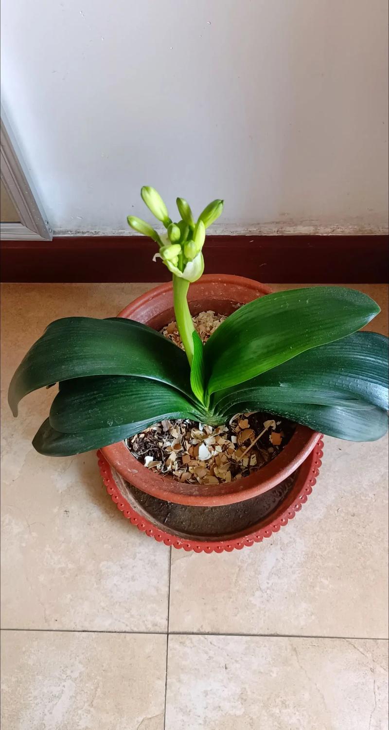 刚买的君子兰怎么上盆？刚买的君子兰怎么上盆呢？-第3张图片-优品飞百科