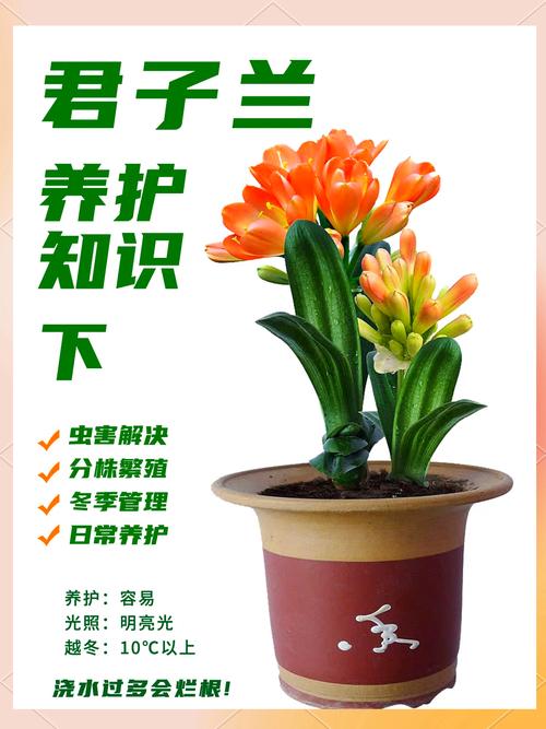 刚买的君子兰怎么上盆？刚买的君子兰怎么上盆呢？-第4张图片-优品飞百科