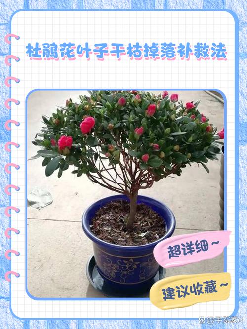 杜鹃花叶子下垂怎么办，杜鹃花叶耷拉了怎么回事