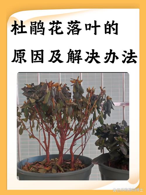 杜鹃花叶子下垂怎么办，杜鹃花叶耷拉了怎么回事-第2张图片-优品飞百科