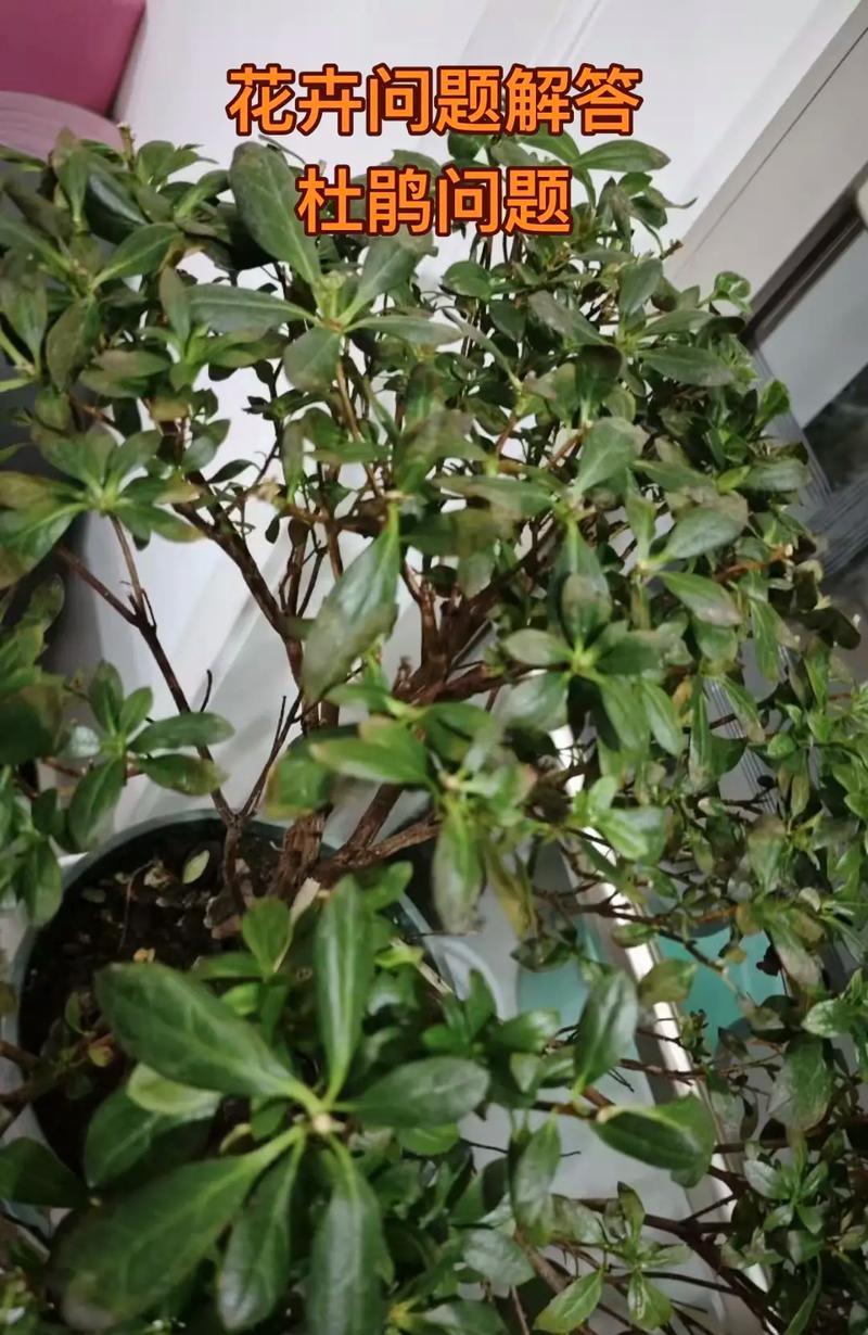 杜鹃花叶子下垂怎么办，杜鹃花叶耷拉了怎么回事-第3张图片-优品飞百科
