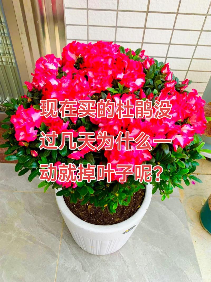 杜鹃花叶子下垂怎么办，杜鹃花叶耷拉了怎么回事-第4张图片-优品飞百科