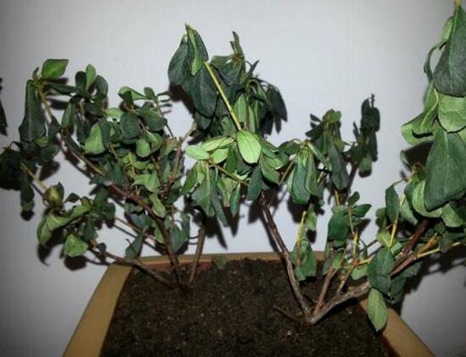 杜鹃花叶子下垂怎么办，杜鹃花叶耷拉了怎么回事-第5张图片-优品飞百科